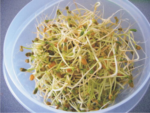 Sprouts or bean sprouts