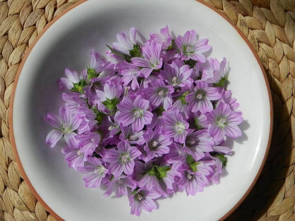 Reduce bronchitis symptoms with mallow