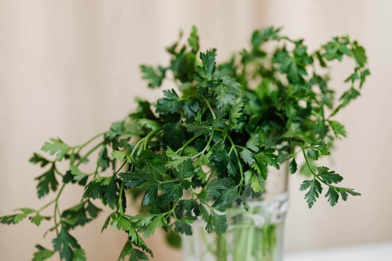 Parsley in a glass with water.