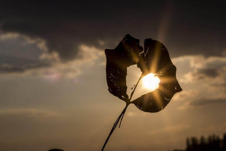 a heart shape in a leaf, with the sun peeking through 
