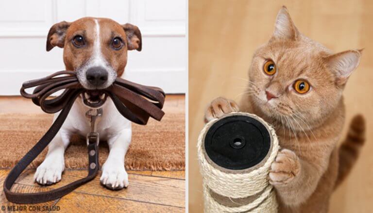 Find Out What Pet is Most Beneficial for You Find Out What Pet is Most Beneficial for You