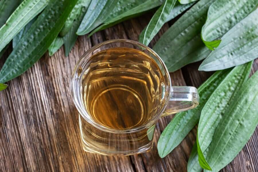 Plantago tea surrounded by plantago leaves.