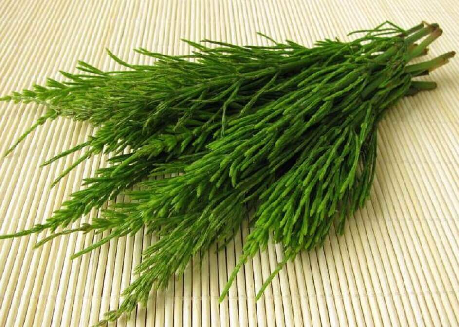 Horsetail tea