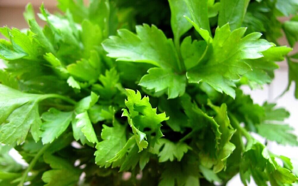 Parsley tea