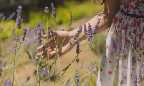 A woman with a strong personality in a lavender field.