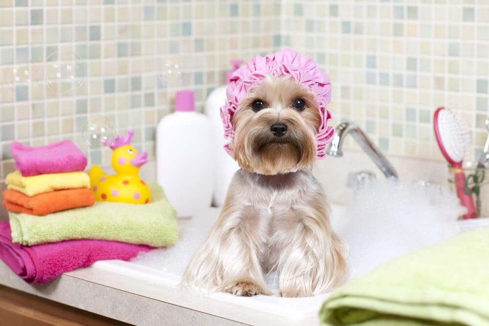 A clean pet.