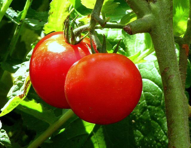 Tomatoes can helo with severe constipation.