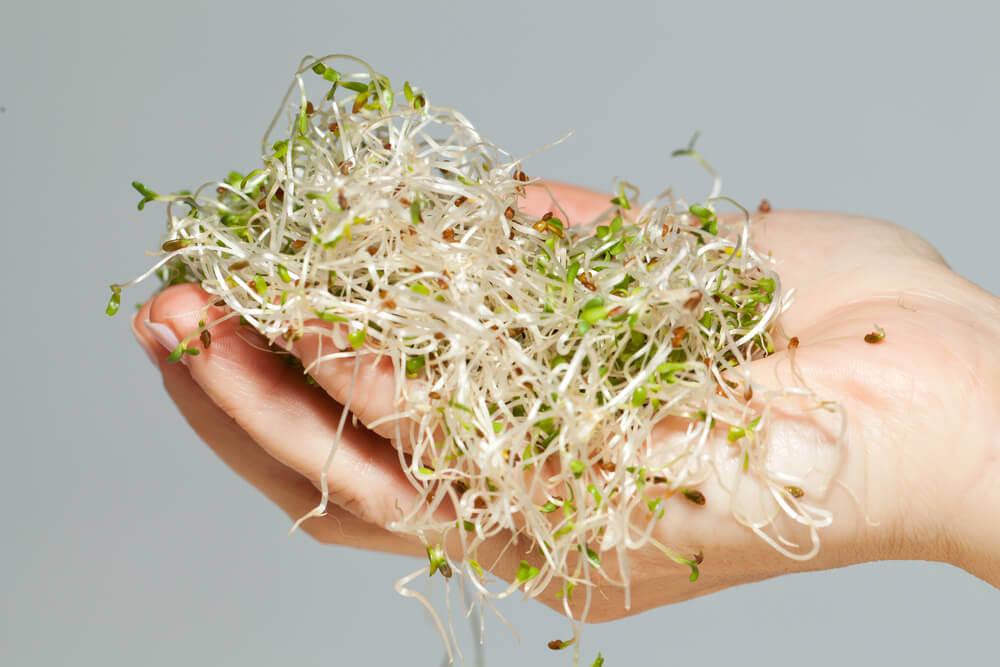 Raw sprouts and other roots