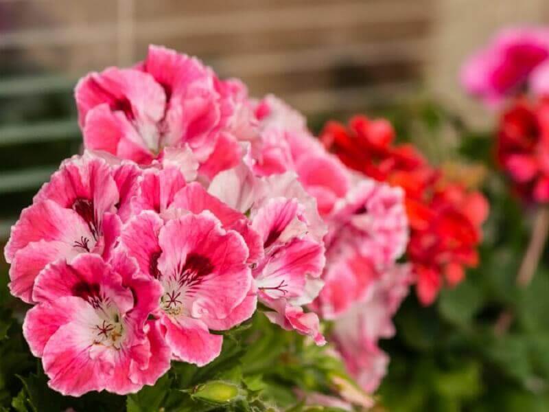 geraniums