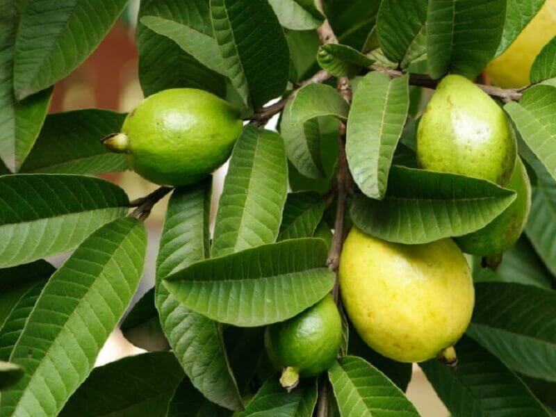 Some guavas and leaves from a tree.