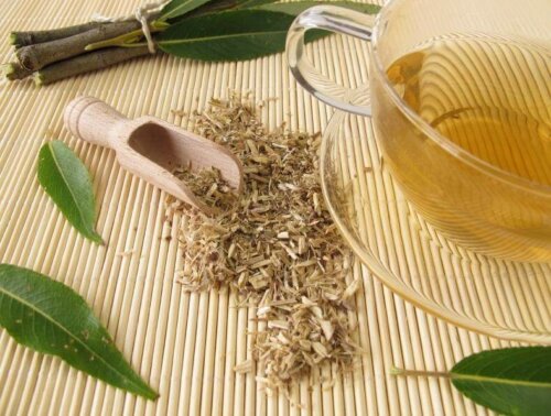 willow bark tea
