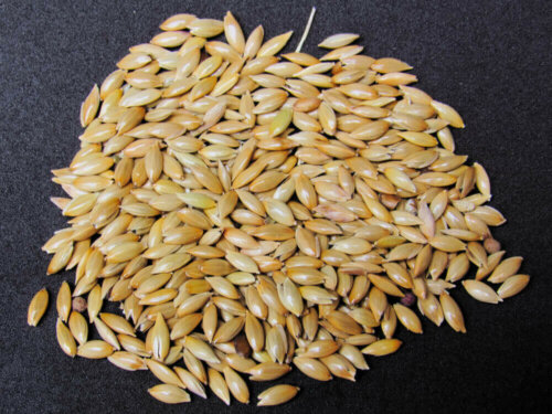 how to prepare canary seed milk