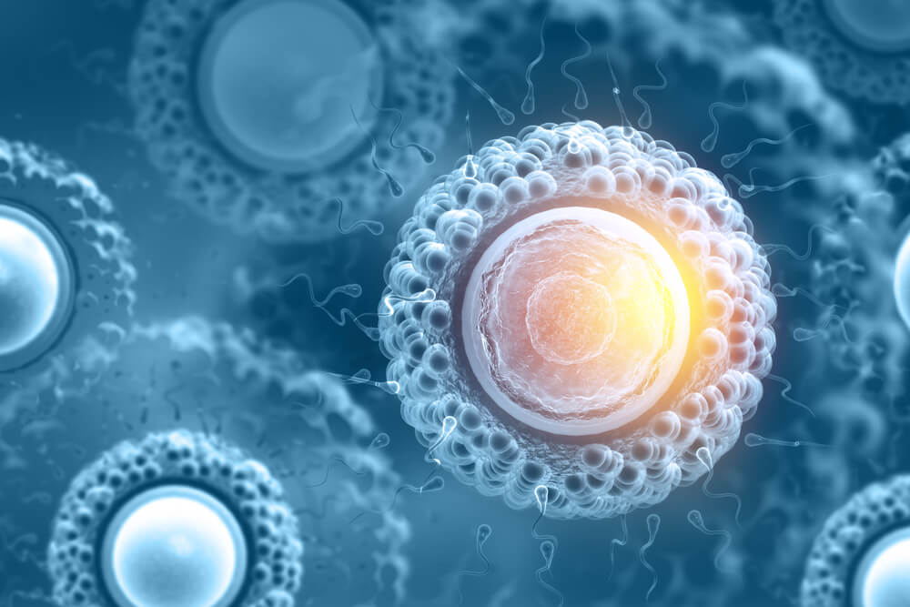What Stem Cells Really Are and What They Can Do