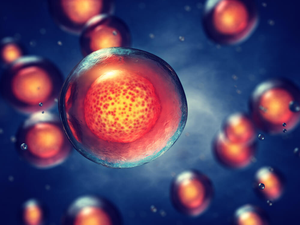 stem cells