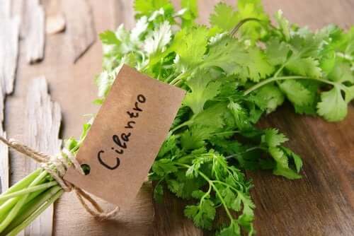 A bundle of cilantro.