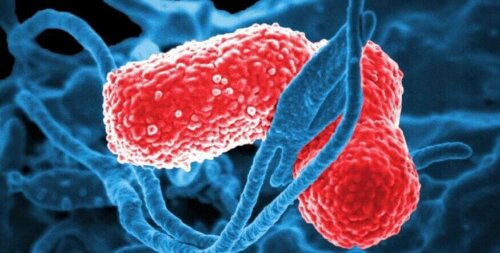 A chlamydia bacterium which is one of the causes of vaginal infections.