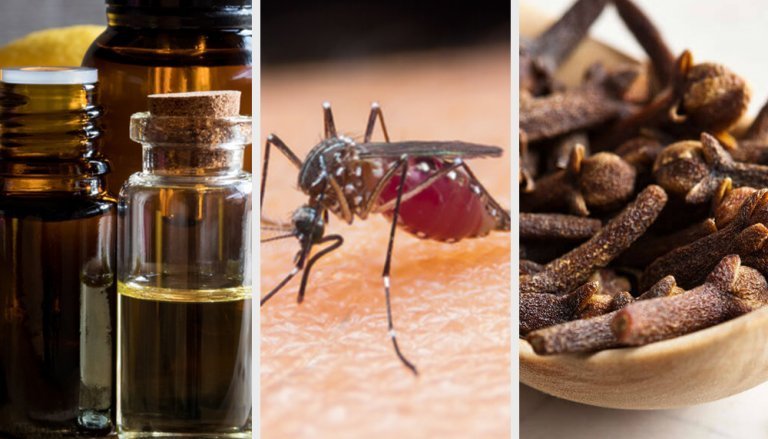 10 Aromas that Fight off Mosquitoes