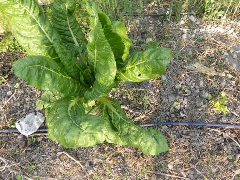 Chard