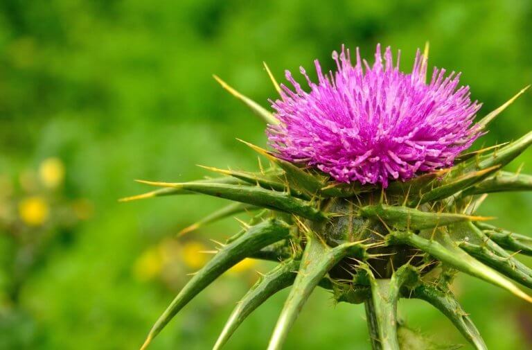 Marian thistle