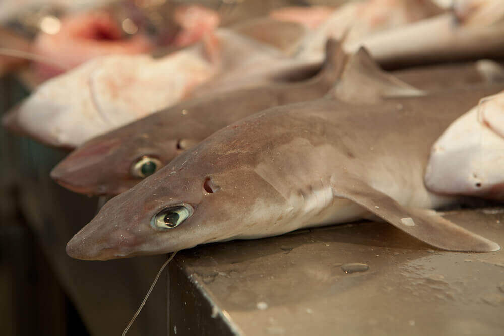dogfish