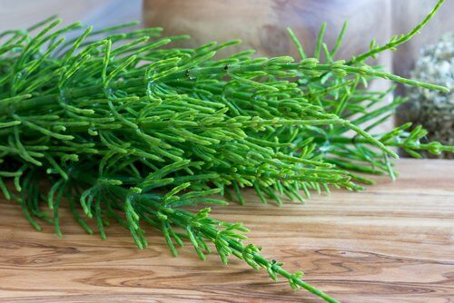 What is horsetail