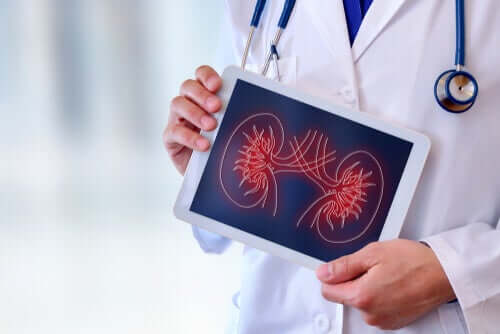 A doctor holding a tablet with an image of two kidneys on the screen.