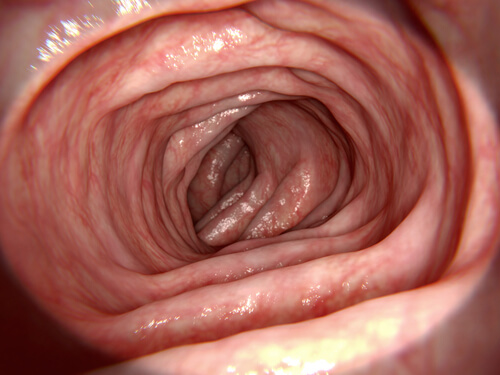 large intestine