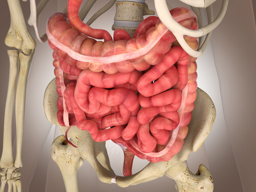 large intestine