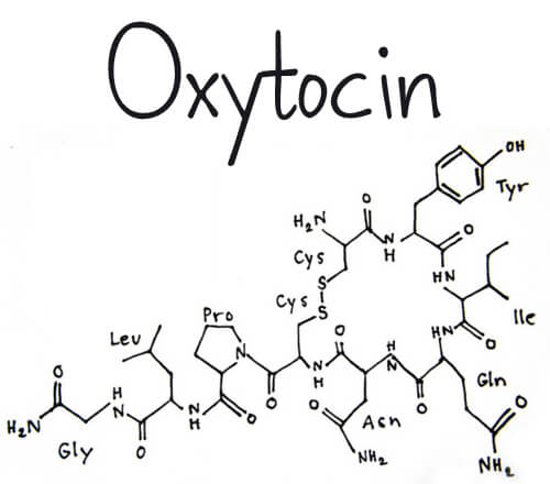 oxytocin hormone function