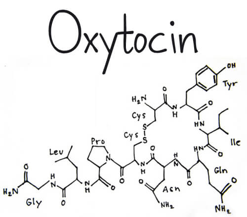 What is the Hormone Oxytocin?