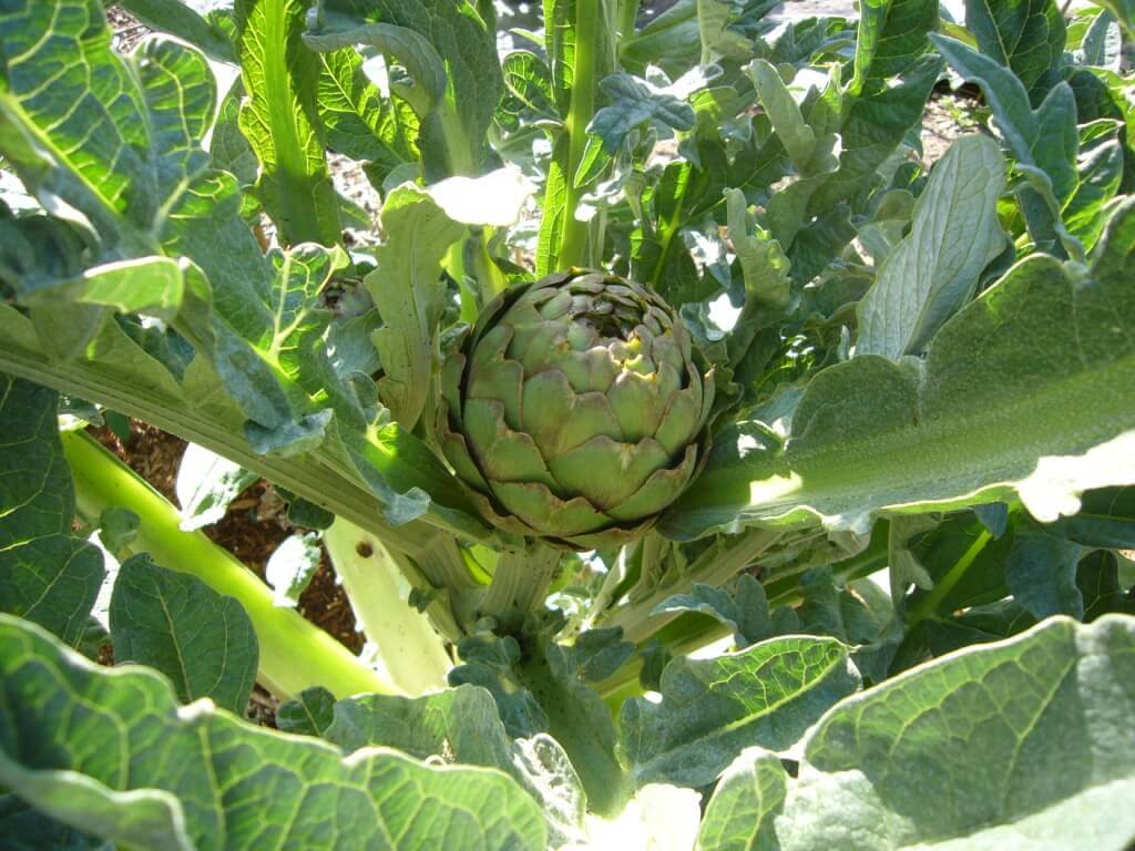 Artichokes