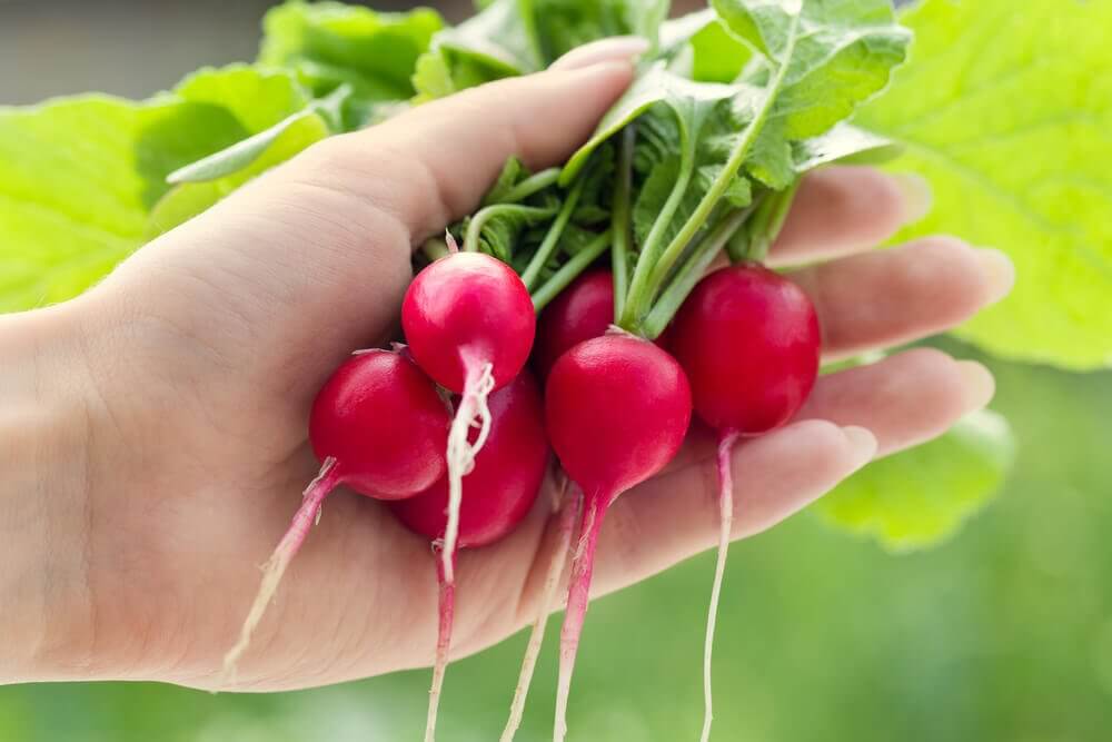Radishes