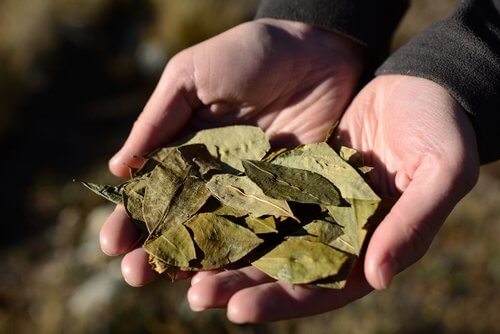 Coca Leaves