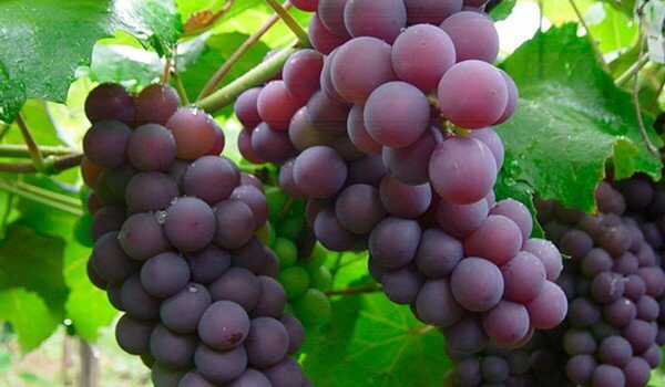 Grapes prevent blood clotting.