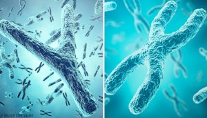 The Genetic Origin of Sex: the X and Y Sex Chromosomes