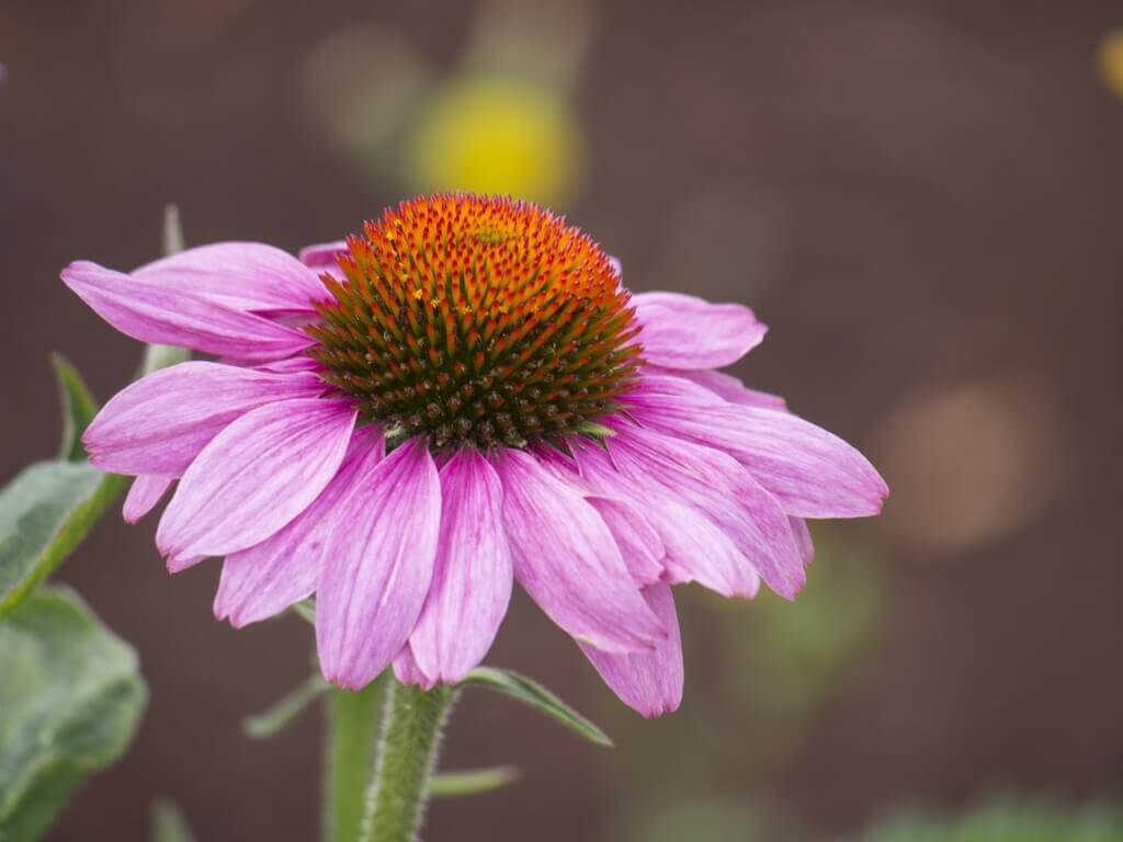 Echinacea