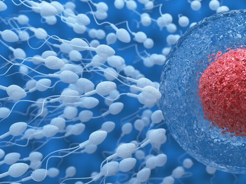how to improve male fertility naturally