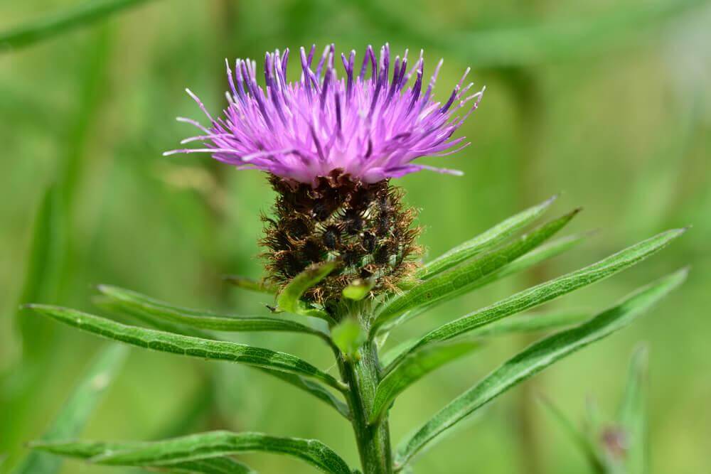 milk thistle