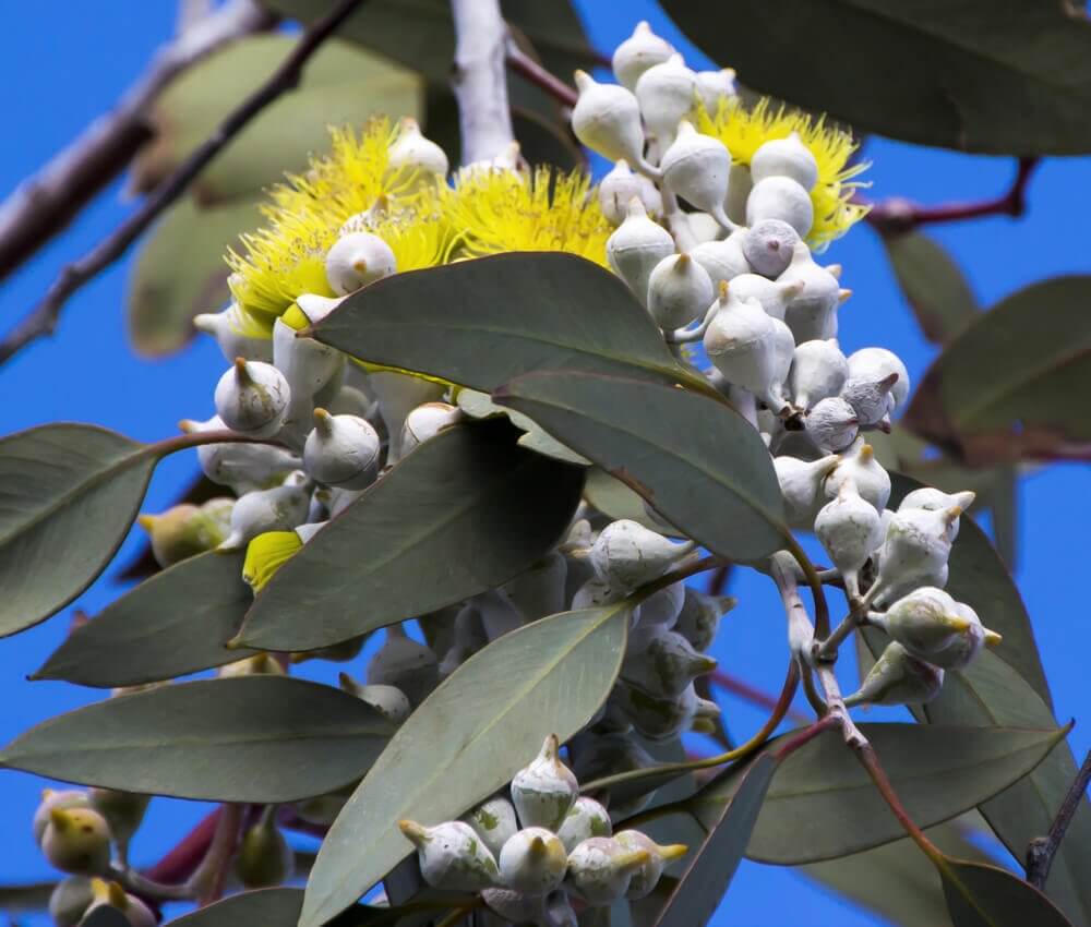 Blue-leaved mallee