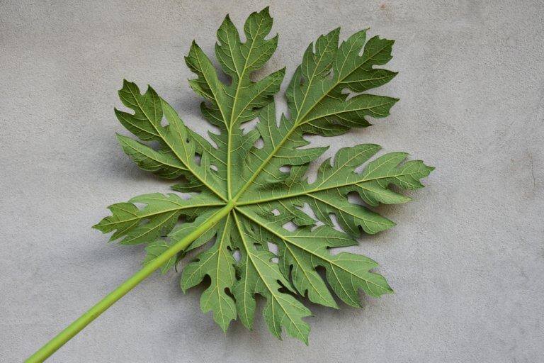 The Leaves Increase Platelets
