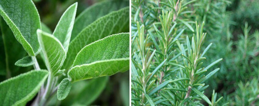 Sage and rosemary