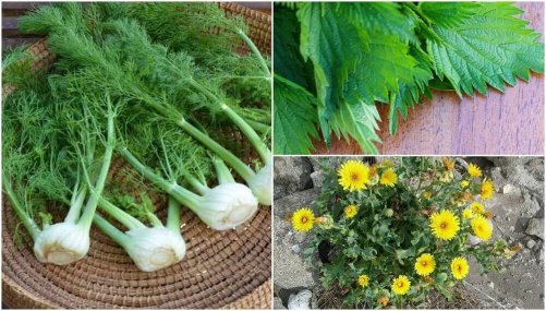 8 Surprising Edible Plants