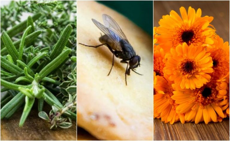6 Home Remedies to Repel Flies