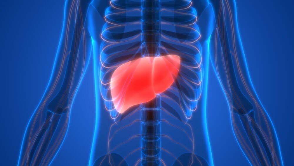 Liver