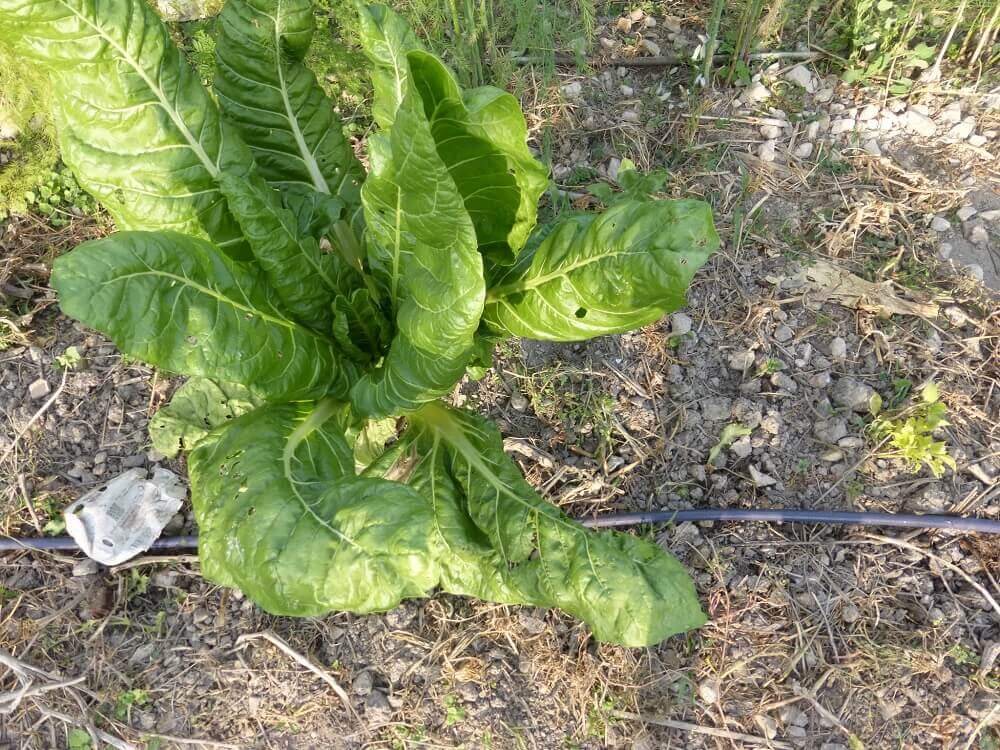 Wild chard is one of our edible plants.