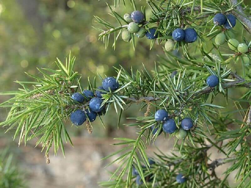 Juniper is one of our edible plants.