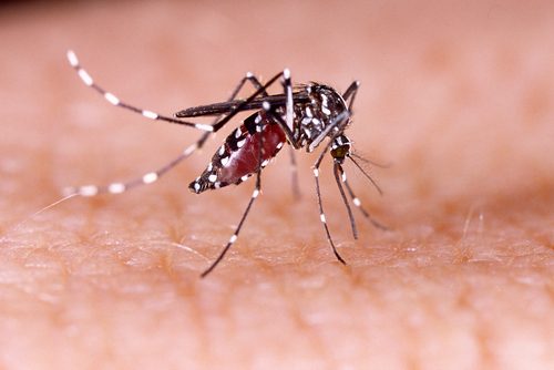 Why do mosquitoes bite people?