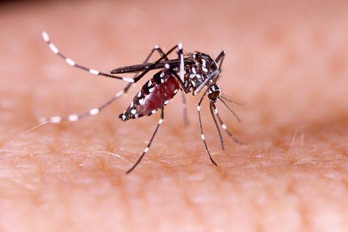 Why do mosquitoes bite people?