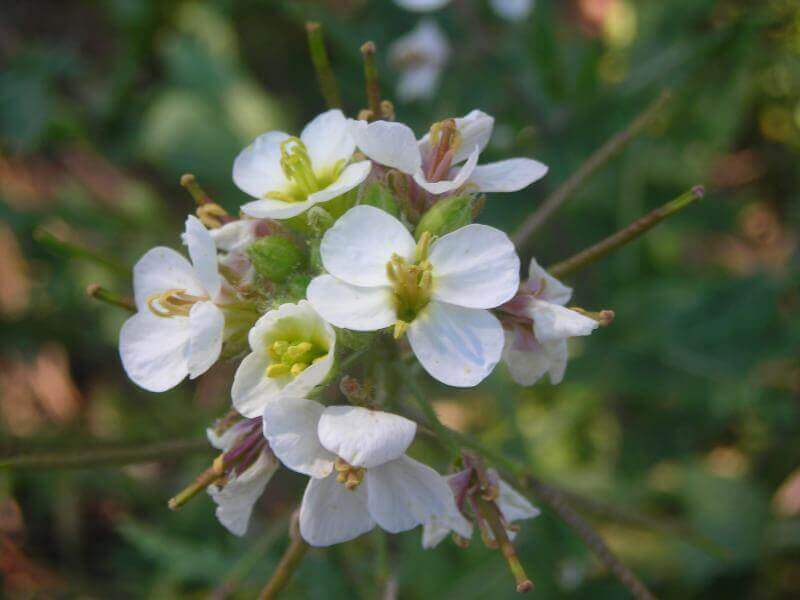 White wallrocket is one of our edible plants.