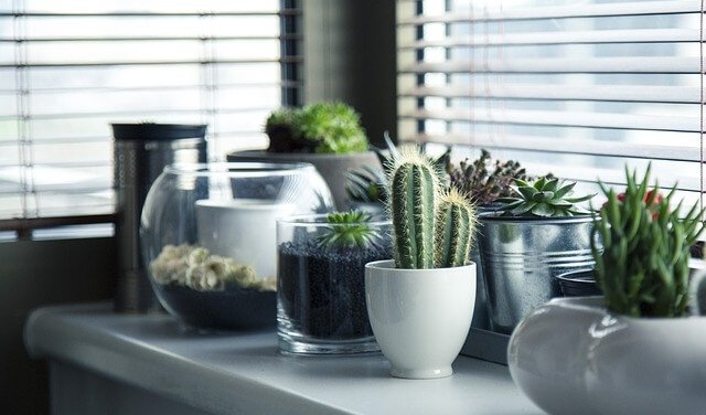 5 Different Ideas to Plant a Cactus